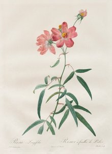 Rosene: Rosa Longifolia