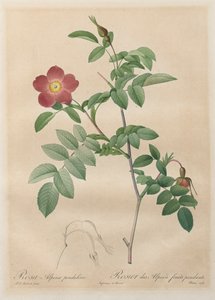 Rosene: Pendulina alpinrose