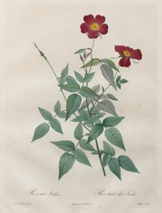 Rosene: Rosa indica av Henry Joseph Redouté