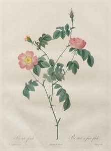 Rosene: Rosa indica
