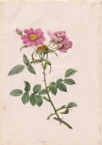 Monsoon Hill Rose av Henry Joseph Redouté