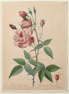 Rosene: Kina eller Bengal Rose