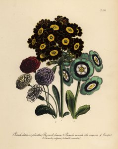 Burnards Formosa, Primula Elatior Polyanthus, erobrer av Europa Auricula, Primula Auricula og Common Primrose (chromolito) av Henry Noel Humphreys