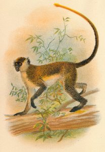 Grønn Guenon, 1897