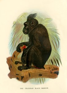 The Celebean Black Bavian, 1896