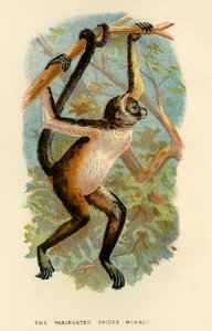 Den spraglete edderkoppapen, 1896