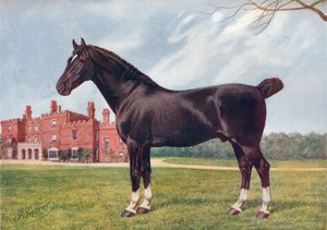 Hackney hingst Danegelt, c1905 c1910 av Henry Powell Palfrey