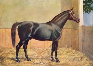 Yorkshire Coach Horse hingst Kronprins, 1902 c1910 av Henry Powell Palfrey