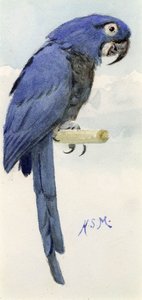 Hyacinth Macaw, ca. 1890 av Henry Stacey Marks