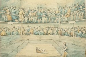 Hundekamp i Westminster Pitt av Henry Thomas Alken