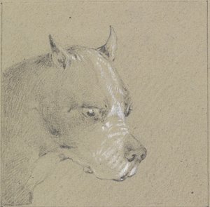 Hode og skuldre til en bokserhund (grafitt forhøyet med hvitt på papir) av Henry Thomas Alken