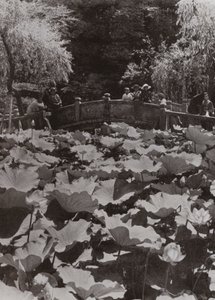 En Lotus-dam (s/hvitt bilde) av Herbert Ponting