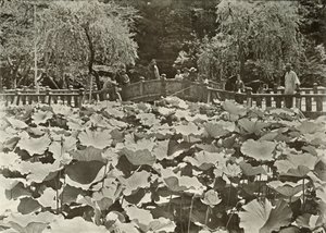 En Lotus Pond, 1910. av Herbert Ponting