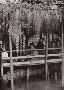 En Wistaria-arbor ved Kameido (s/hv-bilde) av Herbert Ponting