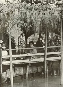 A Wisteria Arbor ved Kameido, 1910. av Herbert Ponting