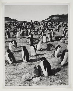 Adelie Penguins på Cape Royds (bromidtrykk) av Herbert Ponting