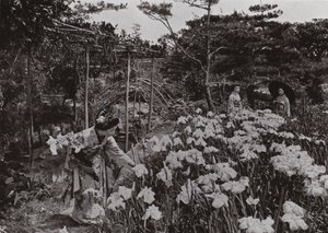 På Iris Garden at Hori-kiri (s/hvitt bilde) av Herbert Ponting