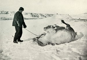 Cherry-Garrard gir ponnien sin Michael A Roll in the Snow, c1911, 1913 av Herbert Ponting