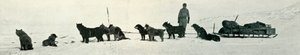 Hunder med butikker i ferd med å forlate Hut Point, c1911, 1913 av Herbert Ponting