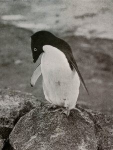 I Dont Care What Becomes Of Me, c19101913, 1913 av Herbert Ponting