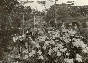 I An Iris Garden, 1910. av Herbert Ponting
