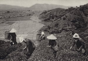 Japan på 1920-tallet: Tehøst (s/hvitt-bilde) av Herbert Ponting