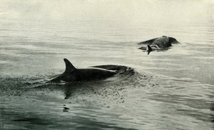Spekkhoggere stiger for å blåse, c19101913, 1913 av Herbert Ponting