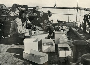 Lillie og Dr. Levick sorterer en trålfangst, c19101913, 1913 av Herbert Ponting