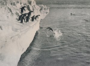 Penguins Diving, c1911, 1913 av Herbert Ponting
