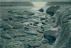 Seler som soler seg på nydannet pannekakeis utenfor Cape Evans, c19101913, 1913 av Herbert Ponting