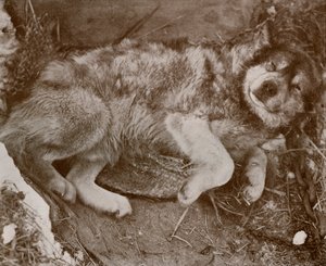 Stareek Malingering, c19101913, 1913 av Herbert Ponting
