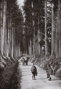 Cryptomerias Avenue på Nikko (s/hv-bilde) av Herbert Ponting