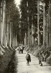 Cryptomerias på Nikko, 1910. av Herbert Ponting