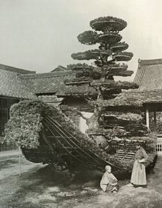 Pine-Tree Junk ved Kinkakuji, 1910. av Herbert Ponting