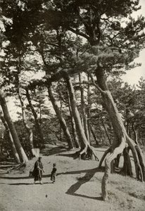 Pines of Shizu-Ura, 1910. av Herbert Ponting