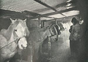 Stallen om vinteren, c19101911, 1913 av Herbert Ponting