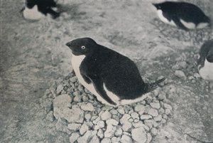 Denne pingvinen har en flittig kompis, c1911, 1913 av Herbert Ponting