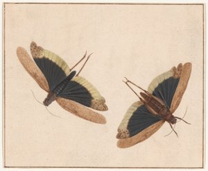 To gresshopper av Herman Henstenburgh