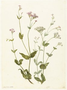 Blære Senna og Sticky Catchfly Rode en witte Viscaria av pekanjer