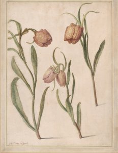 Studie av Three Fritillary, 1683.