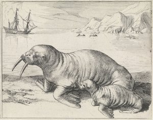 Hvalross ved Spitsbergen
