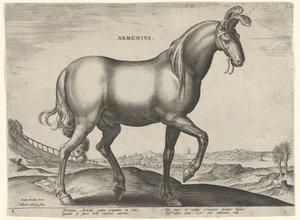 Hest fra Armenia (Armenius) Armenere (tittel på objekt) Hesteraser fra Royal Stables of Don Juan of Austria (serietittel) Equile Ioannis Austriaci Caroli (serietittel)