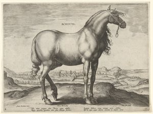 Hest fra Hellas (Achivus) Achivvs (tittel på objekt) Hesteraser fra den kongelige stallen til Don Juan av Østerrike (serietittel) Equile Ioannis Austriaci Caroli (serietittel) av Hieronymus Wierix