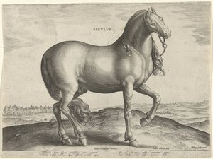 Hest fra Sicilia (Siculus) Sicvlvs (tittel på objekt) Hesteraser fra den kongelige stallen til Don Juan av Østerrike (serietittel) Equile Ioannis Austriaci Caroli (serietittel)