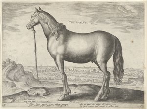 Hest fra Thessaly (Thessalos) Thessalvs (tittel på objekt) Hesteraser fra Royal Stables of Don Juan of Austria (serietittel) Equile Ioannis Austriaci Caroli (serietittel)