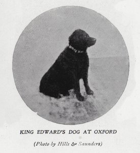 Kong Edward VIIs hund ved Oxford University (s/hvitt bilde)