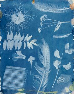 Planteprøver av Bayard, ca. 1842 (cyanotype)