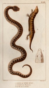 Aesping eller Red Vipere, Skink fra apotek, hodet hans sett ovenfor.» Fauna des Mdecins eller historien om dyr og deres produkter av Hippolyte Cloquet" - Bind 6 - 1825. av Hippolyte Cloquet