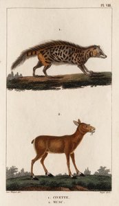 Civet og Musk." "Fauna des Mdecins eller historien om dyr og deres produkter av Hippolyte Cloquet" - Bind 6 - 1825. av Hippolyte Cloquet