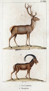 Hjort og steinbukk." "Fauna des Mdecins eller historien om dyr og deres produkter av Hippolyte Cloquet" - bind 6 - 1825.